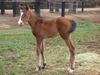 Flying Artie/Colorado Miss filly 20/8/2018 (at Amarina Farm, NSW)