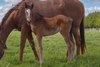 Turn Me Loose/Rose and Crown filly 20/9/2018