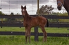 Alamosa/Cry For Terre filly (23/10/2018)